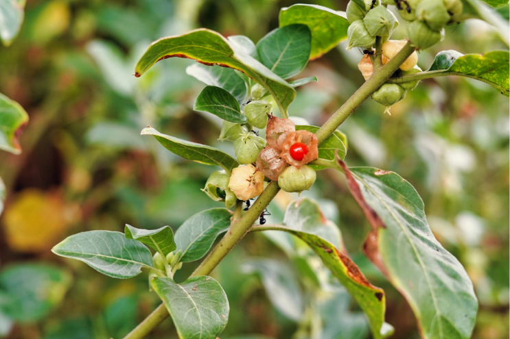 Ashwagandha Roots | Withania somnifera – Whole Dried Ayurvedic Herb