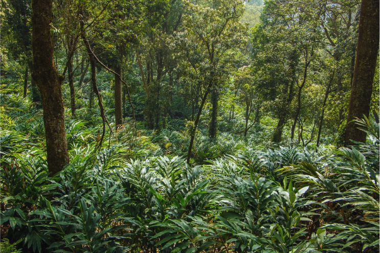 ground green cardamom feild
