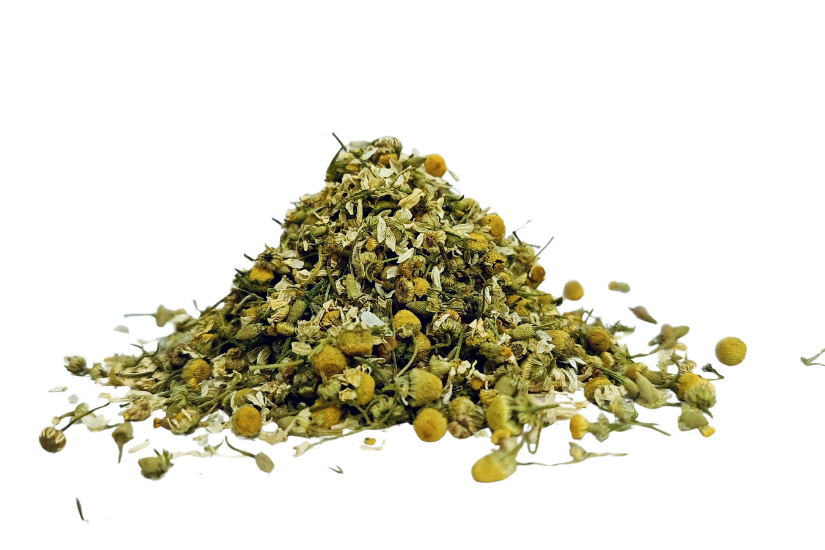 Fresh chamomile flowers (Matricaria chamomilla) with white petals and yellow centers