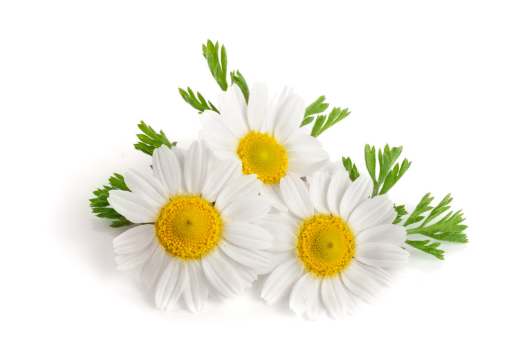 Fresh chamomile flowers (Matricaria chamomilla) with white petals and yellow centers
