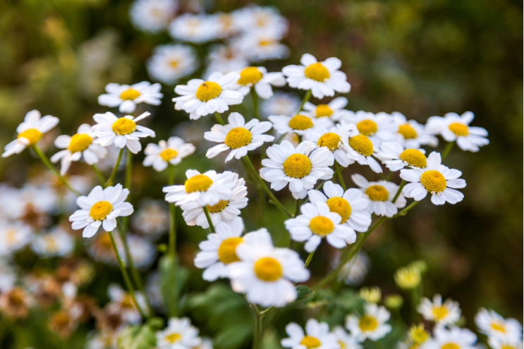 Fresh chamomile flowers Matricaria chamomilla – herbal tea flower