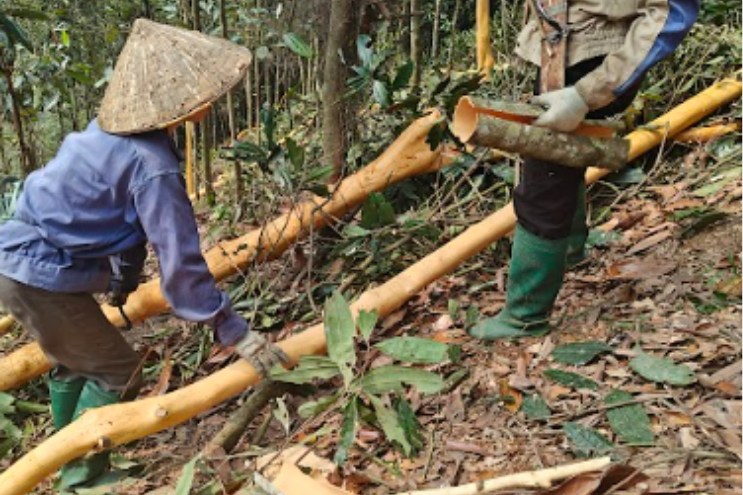 Cinnamon field with farmers