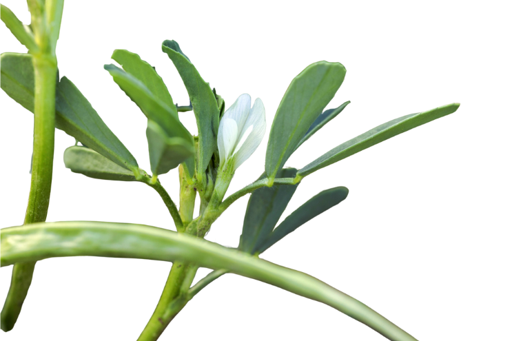 Trigonella foenum-graecum plant