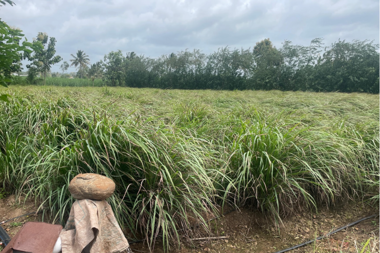 Fresh lemongrass stalks (Cymbopogon citratus) bundle with green leaves on white background