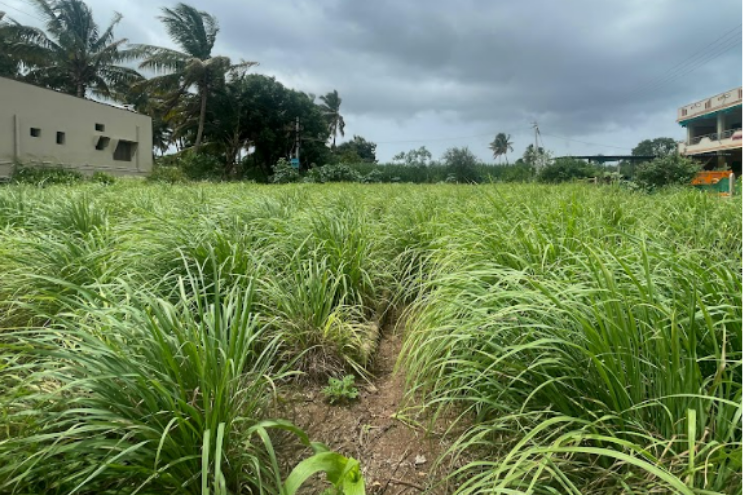 Lemongrass Stalks – Fresh & Aromatic