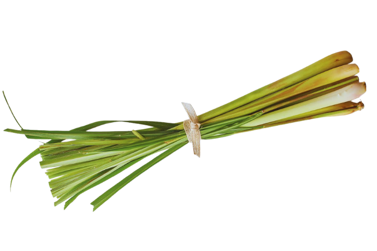 Fresh lemongrass Cymbopogon citratus stalks – Ayurvedic digestive herb