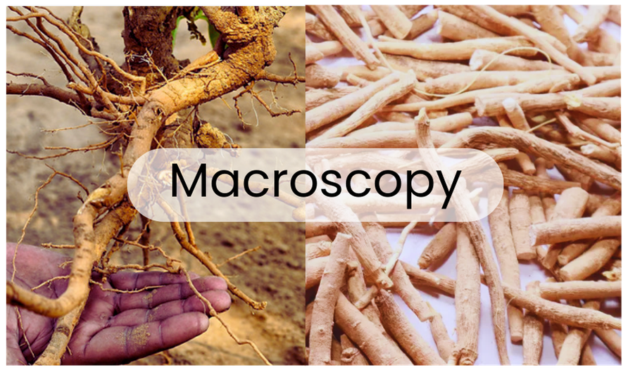 Macroscopy