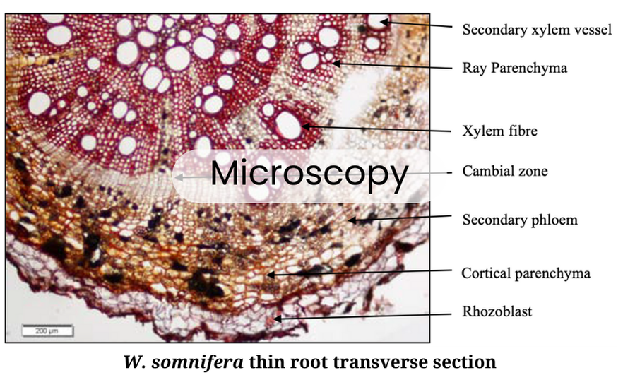 Microscopy