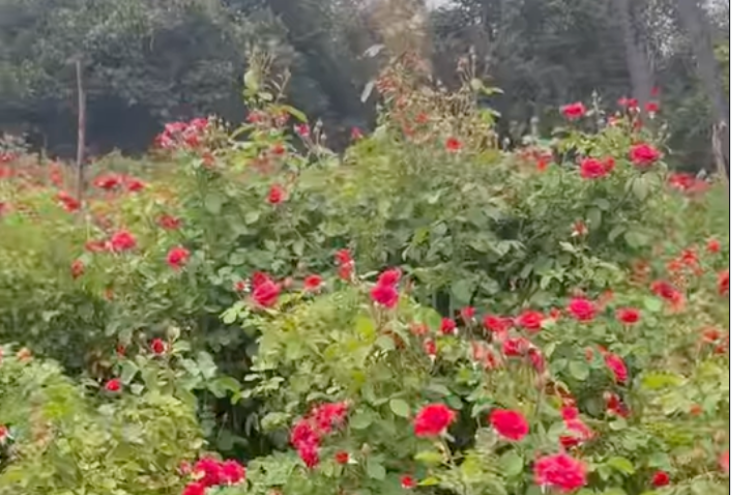 Dried Rose Petals | Rosa spp. – Ayurvedic Gulab Pushpa