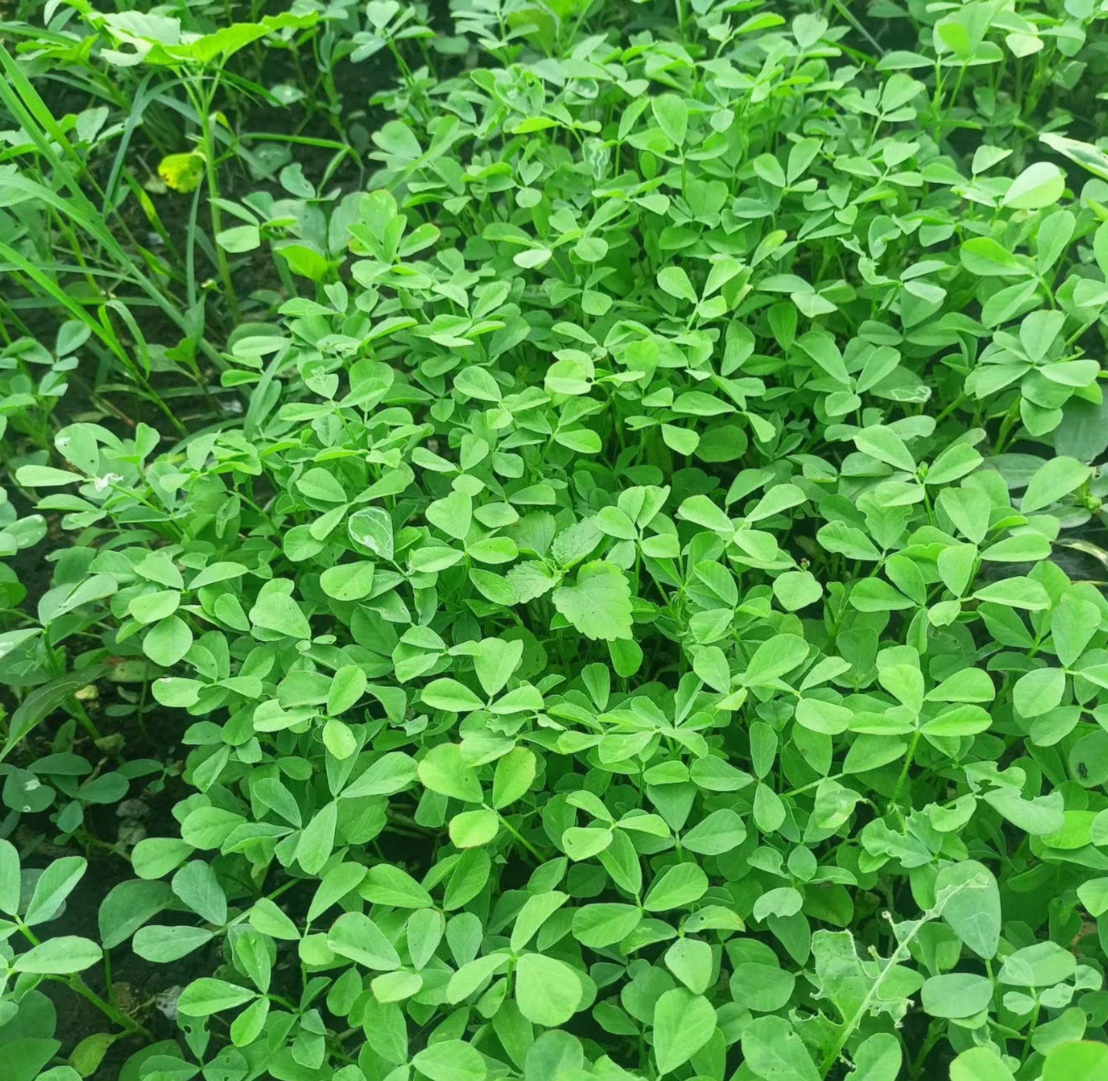 Organic fenugreek farm field (Trigonella foenum-graecum) with dense green methi plants in rows