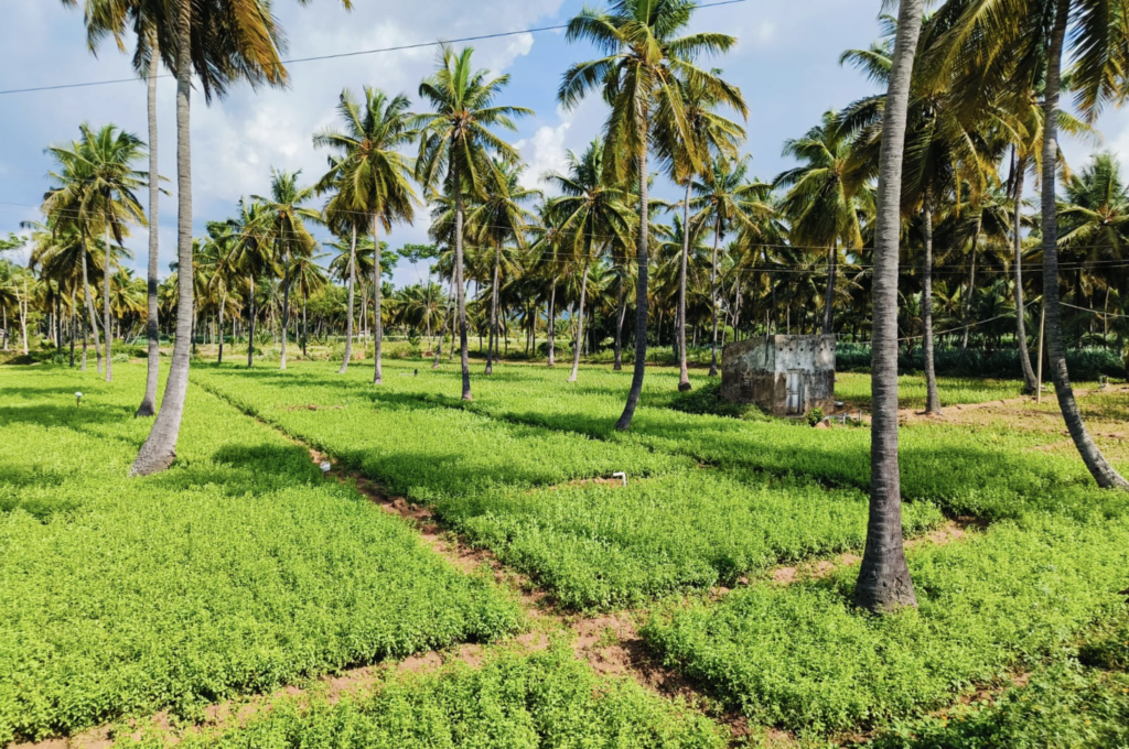 Fresh Tulsi plant (Ocimum sanctum) with green leaves and flowering spike