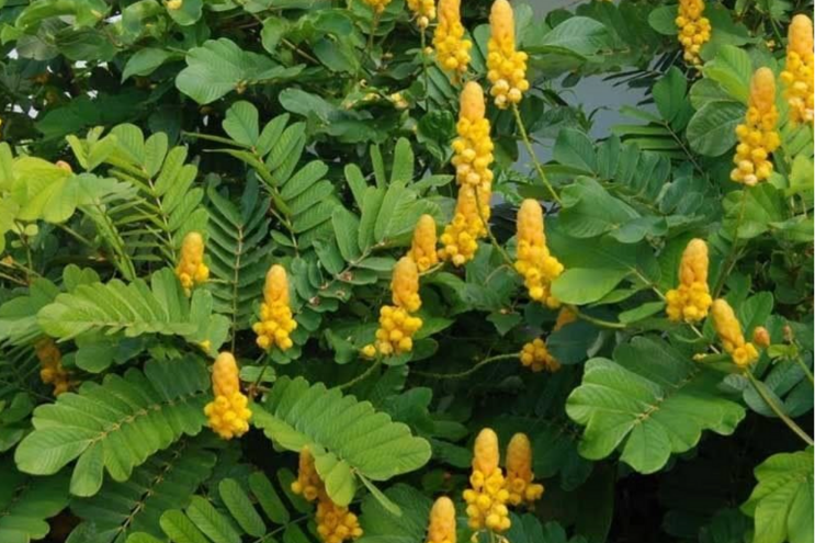 Fresh senna plant (Senna alexandrina) with green leaves and yellow flowers