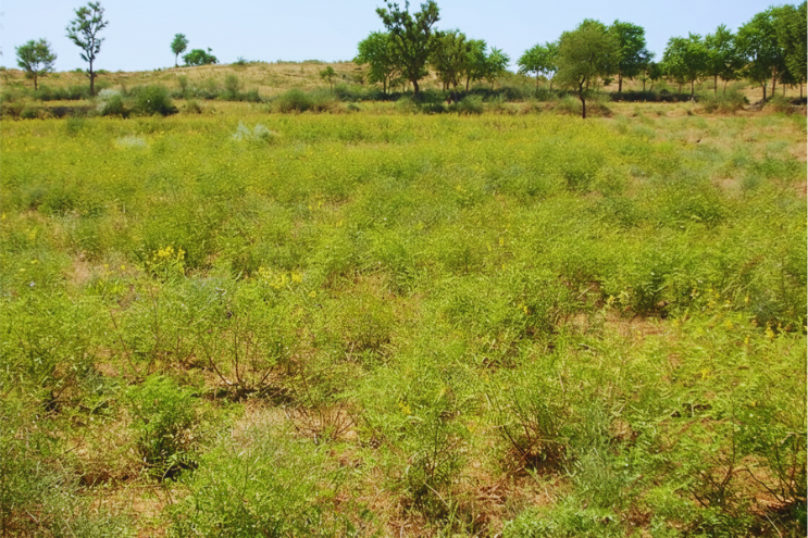 Organic senna plant Senna alexandrina growing in field