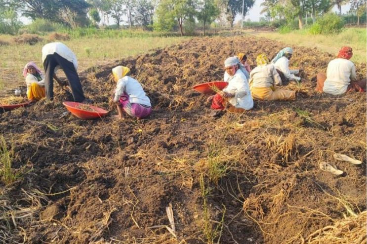 Shatavari plant (Asparagus racemosus) with feathery green foliage, white flower spikes, and tuberous roots in soil