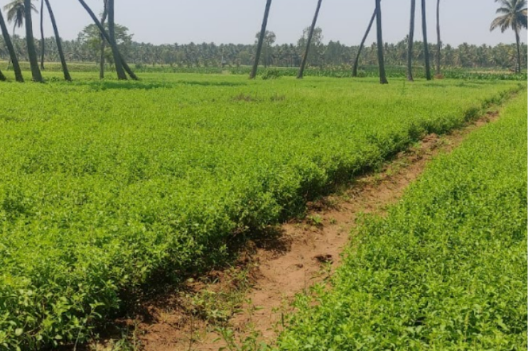 Fresh Tulsi plant (Ocimum sanctum) with green leaves and flowering spike